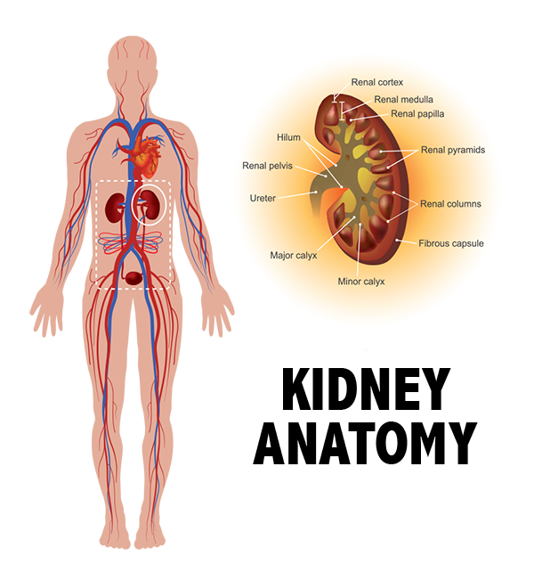 conditions treated, kidney cancer, treatments for kidney cancer